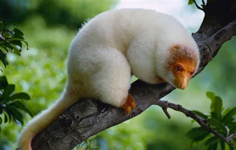 Wallpaper nature, tree, possum, spotted cuscus for mobile and desktop ...