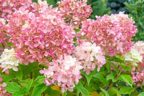 Panicle Hydrangea Plants For Sale at Ali Gallard blog