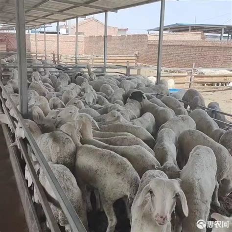 两万六千元，成交！——2020年盐池县优质滩羊种公羊拍卖会侧记