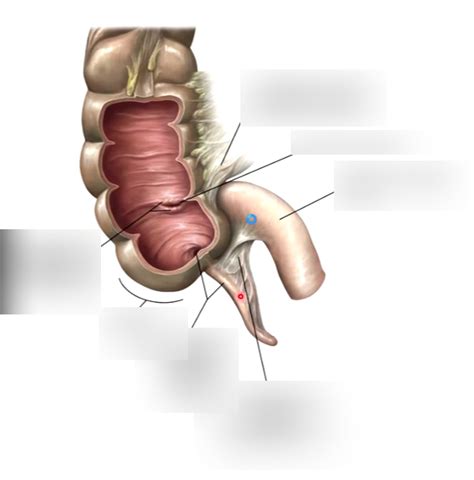 Image result for Understanding the Appendix