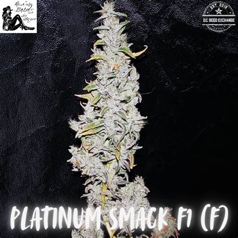 Platinum Smack F1 Seeds: DCSE Feminized Seeds Available Now