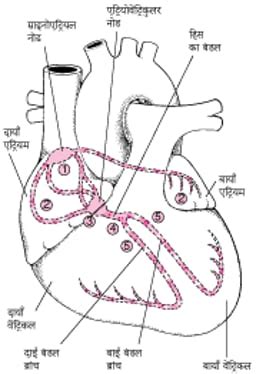 Image:हृदय के विद्युतीय मार्ग को ट्रेस करना-MSD Manual Consumer Version