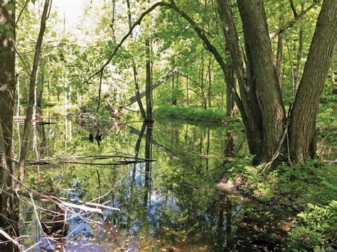 Swamp 的图像结果