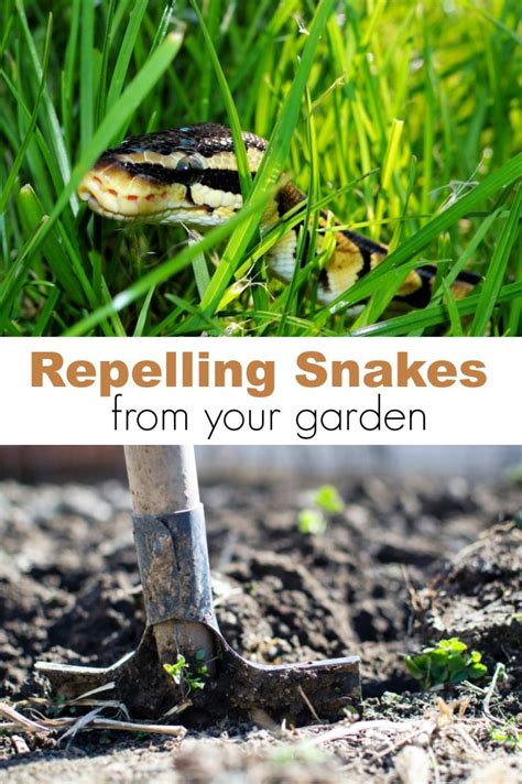 Snake-Free Yard: Effective Prevention Techniques