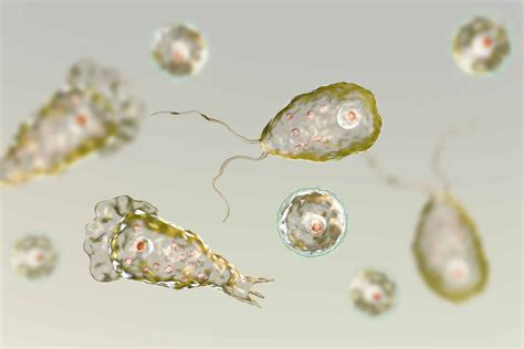 Naegleria Animal Facts - Naegleria fowleri - A-Z Animals