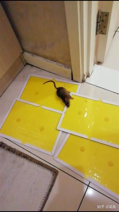 家里有老鼠入侵，家庭如何灭鼠？ - 知乎