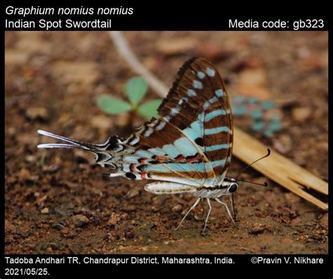 Graphium nomius | Butterfly