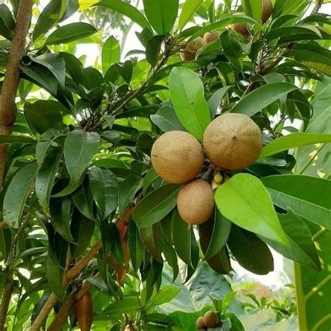 Cloud Farm Live Fruit Plant Manilkara Zapota,Sapodilla, Sapota, chikoo ...