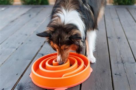 5 Best Slow Feeder Dog Bowls [Top Recommendations]