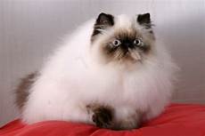 himalayan cats animal photo himalayan cat himalayan cats animal photo himalayan cat