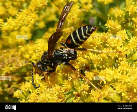 Northern Paper Wasp (Polistes fuscatus Stock Photo - Alamy