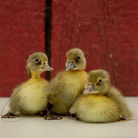 Blue Swedish Duck Blue Swedish Ducklings | Strombergs Chicks & Game