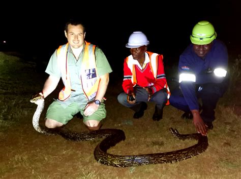 Image result for Python Rescue Videos