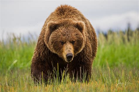 Brown or Grizzly Bear big boy Photo | Alaska | USA | Jess Lee Photography