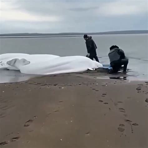 Russia Earthquake Tragedy; Beluga Whales | Tsunami Warning Signs