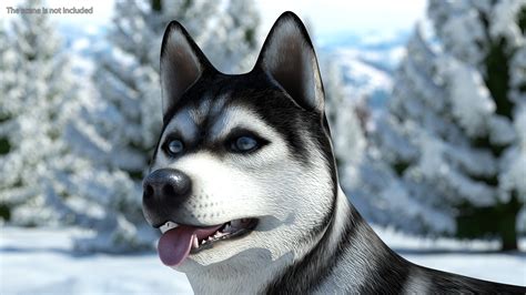 Siberian Husky Black Standing Pose 3D model | 3D Molier International