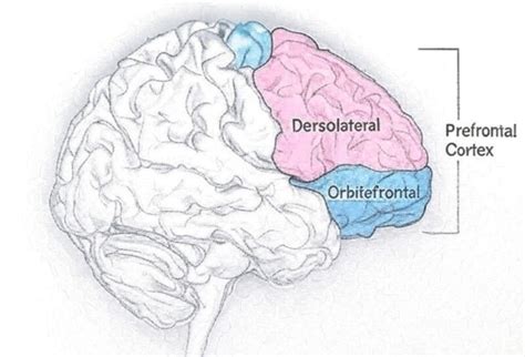 Image result for Working Memory Examples