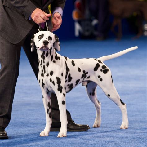 How To Watch Dog Show On Thanksgiving | CitizenSide