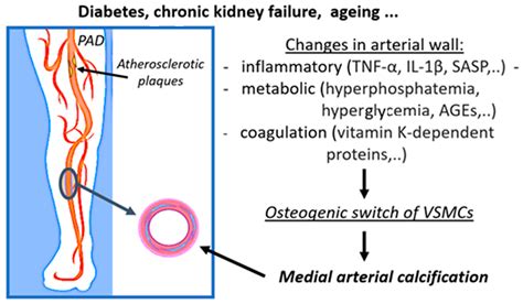 Inflammatory, Metabolic, and Coagulation Effects on Medial Arterial Calcification in Patients ...