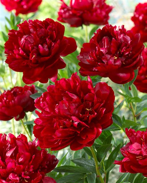 Peony Buckeye Belle | J Parker Dutch Bulbs