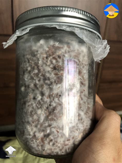 Image result for Colonized