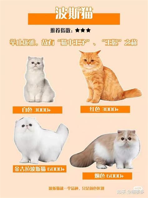 72种猫图片及名字,名种猫的名称和图片,100多种名猫排行图片(第14页)_大山谷图库