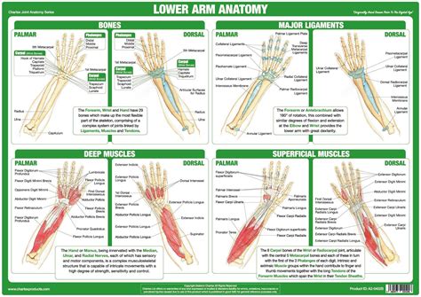 anatomy of the hand and forearm