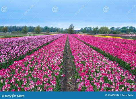La Bellezza Abbondante Dei Tulipani Hollands Fotografia Stock - Immagine di bello, campo: 276050004