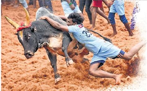 Tiruchy: Spectator and bull owner killed, scores suffer injuries in ...