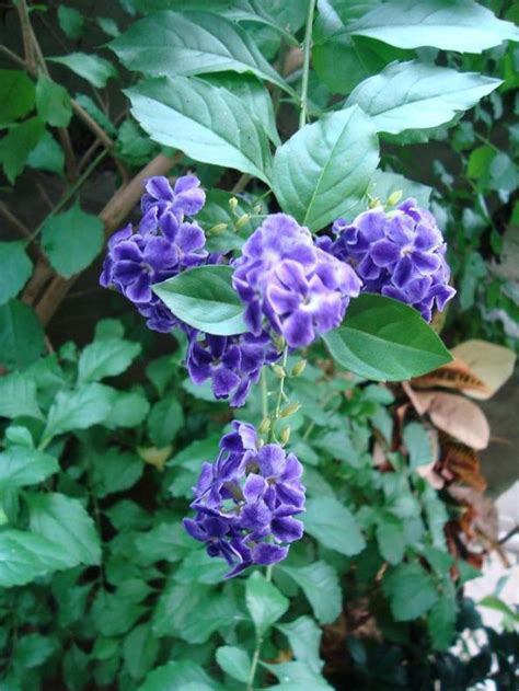 İstanbul Üniversitesi Fen Fakültesi Alfred Heilbronn Botanik Bahçesi ...