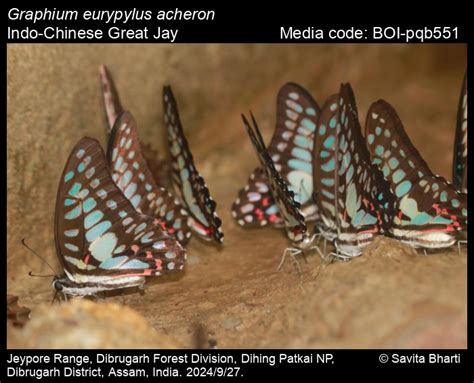 Graphium eurypylus acheron | Butterfly