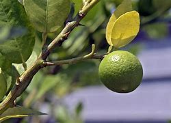 Image result for Key Lime Tree Home Depot