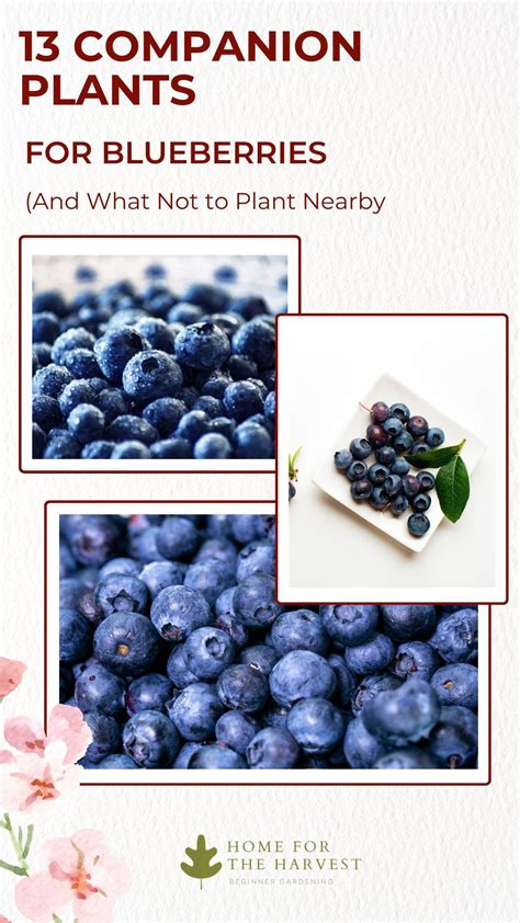 Companion Plants for Blueberries: 13 Perfect Pairings - Home for the ...