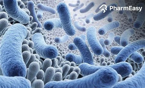 Bacterial Pneumonia: Causes, Symptoms, Treatment & More | PharmEasy