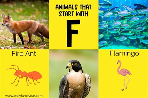 215 Captivating Animals That Begin With F - Easy Family Fun- Print-and ...