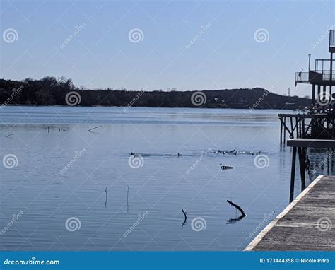Ducks on the Lyndon B. Johnson Lake Stock Photo - Image of reflection ...