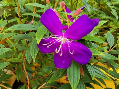 MOTHER'S INN HOMESTAY (Fort Kochi) - Hotel Reviews, Photos, Rate ...