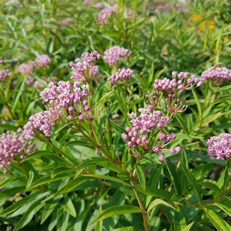 CHUXAY GARDEN 20 Seeds Asclepias Incarnata | Ubuy India