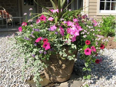 25+ Gorgeous Full Sun Container Plants Ideas To Make Up Your Garden ...