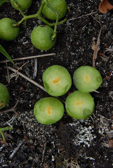 Cissus L. | Plants of the World Online | Kew Science