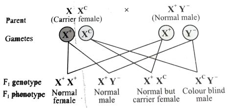[Tamil Solution] Complete the following cross between a carrier female