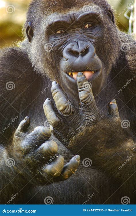 After Eating Some Sweet Potatoes, a Gorilla Licks His Fingers. Stock ...