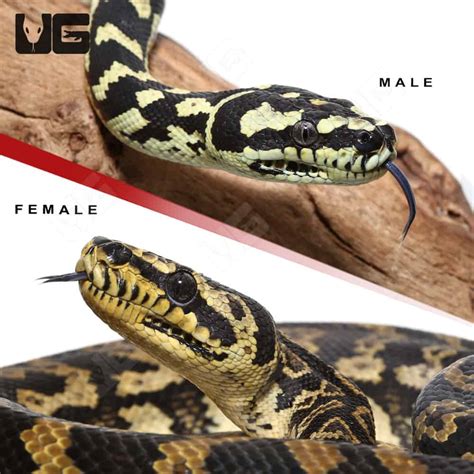 Adult Female Jungle Carpet Python 的图像结果