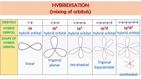Image result for Hybridization Examples