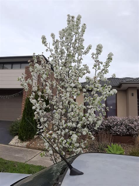 All over Melbourne, Victoria. Smells like dirty genitals : r/whatsthisplant