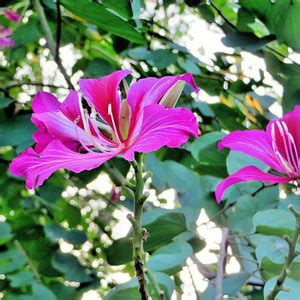 Cloud Farm Bauhinia Acuminata Plant Price in India - Buy Cloud Farm ...