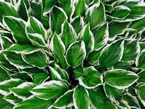 Hosta Plants - Tips On The Care Of Hostas