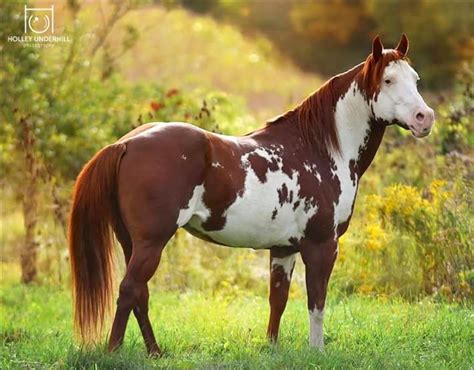 Paint Horse Breed Profile, Traits, Facts, Description - Mammal Age