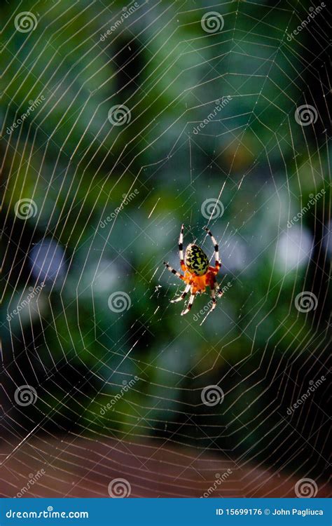 Marbled Orb Weaver Web