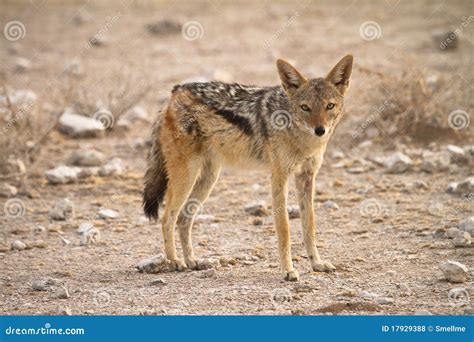 Black backed jackal stock photo. Image of light, grass - 17929388